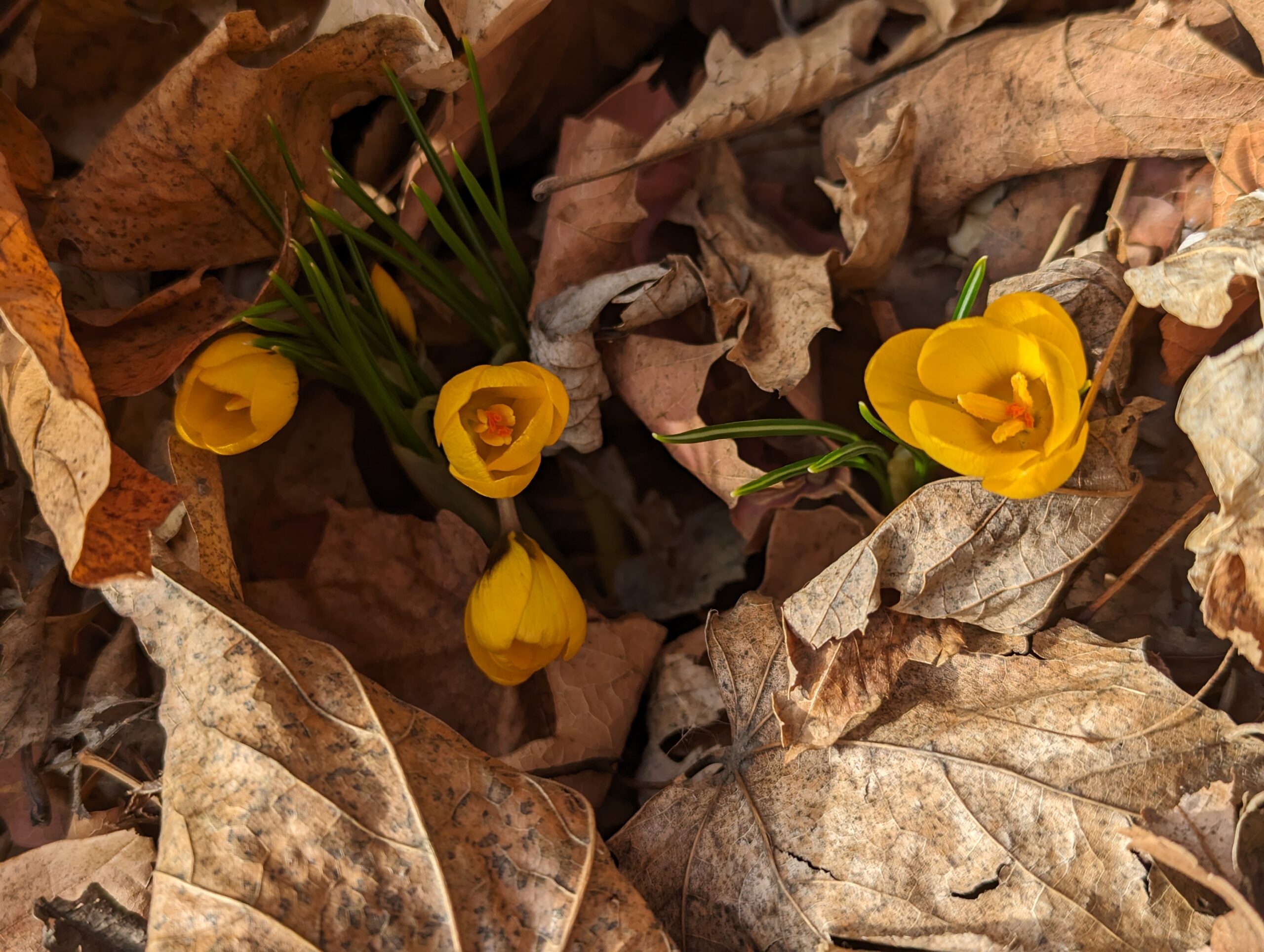 Guide to the UMN Plant Search Tool: How to Find The Right Plants for Your Minnesota Garden