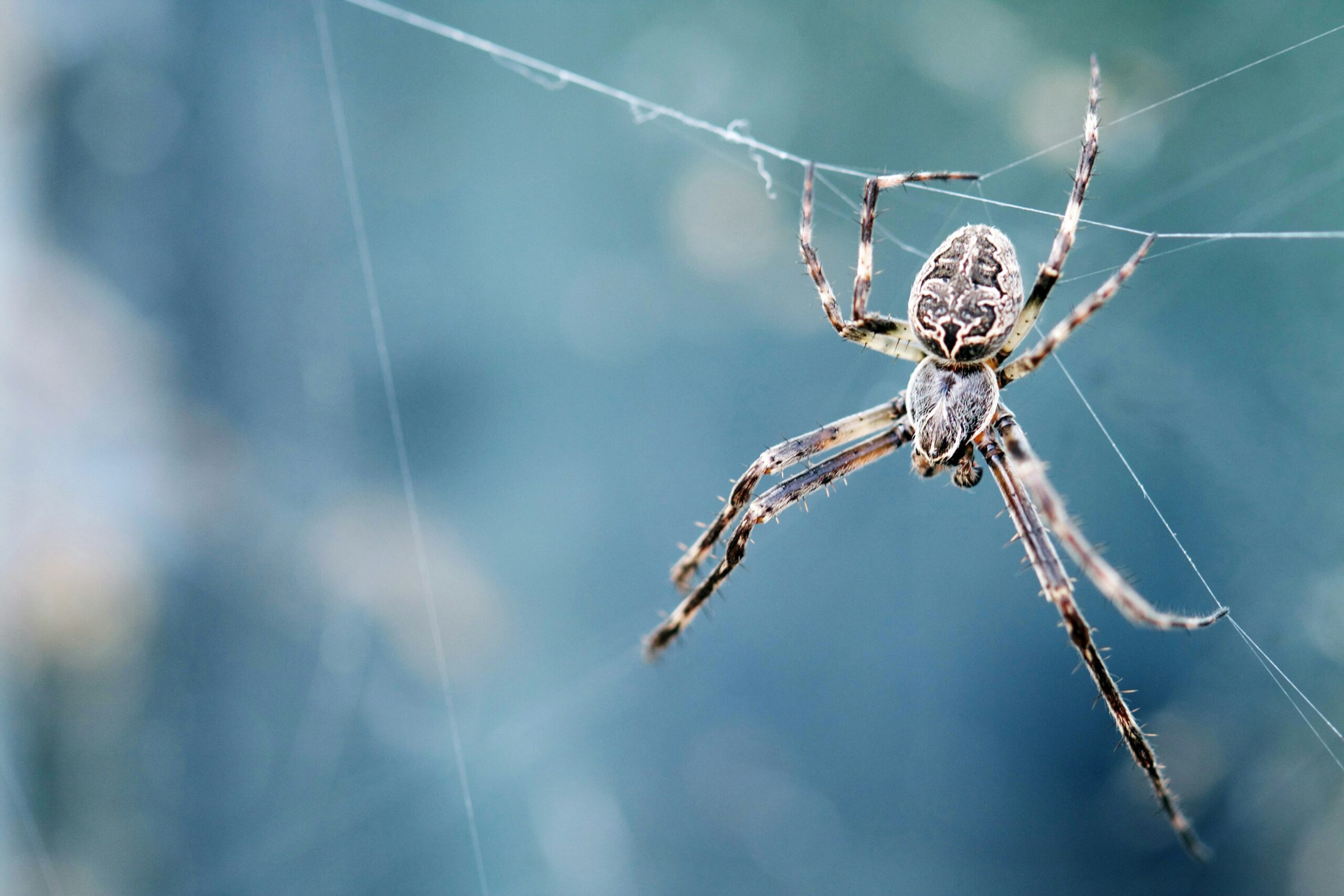 Revisiting Charlotte’s Web: Life Lessons From a Grey Spider.