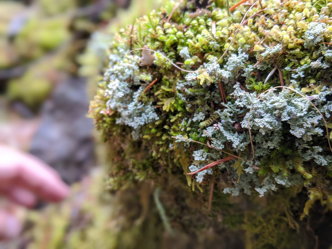 A mass of moss and lichen, close up. In the background, a hand reaches out to touch the moss